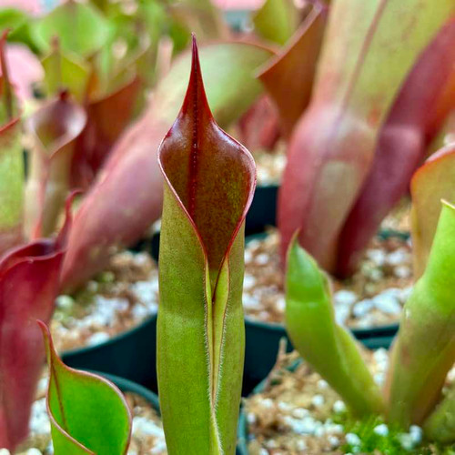 Heliamphora sarracenioides x minor Burgandy Black for Sale