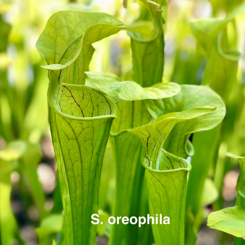Sarracenia Norma Addington x oreophila (Seedling)