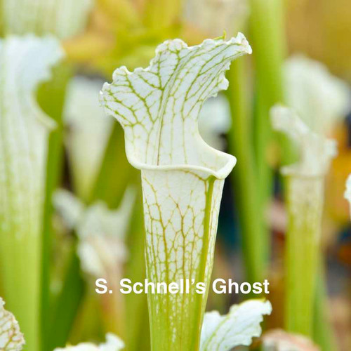 Sarracenia Schnell's Ghost x Towering Inferno (Seedling)