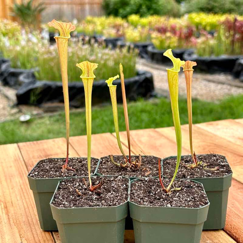 Sarracenia Schnell's Ghost x Towering Inferno (Seedling)