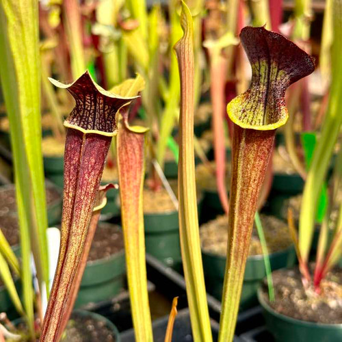 Sarracenia alata Night x Leah Wilkerson (Seed Grown)