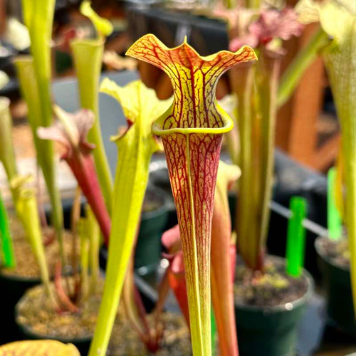 Sarracenia alata Night x Towering Inferno (Seed Grown)