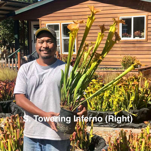 Sarracenia alata Night x Towering Inferno (Seed Grown)