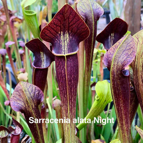 Sarracenia alata Night x Towering Inferno (Seed Grown)
