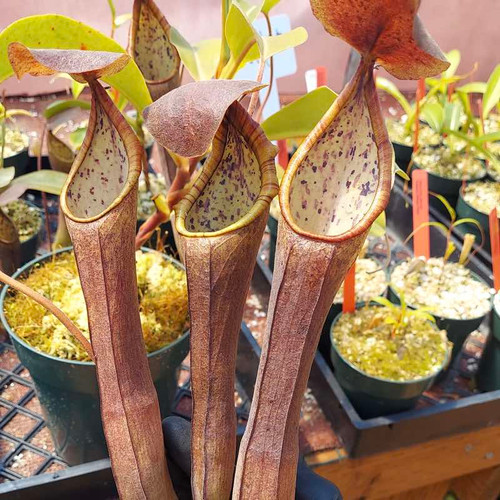 Nepenthes ramispina x truncata