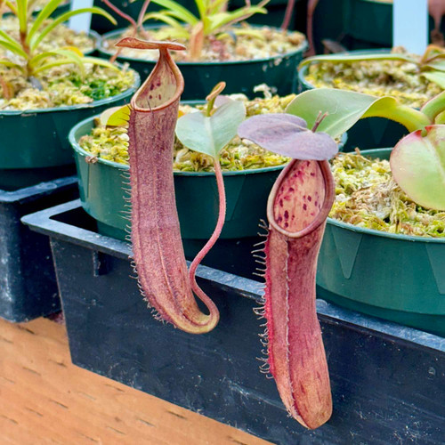 Nepenthes ramispina x truncata
