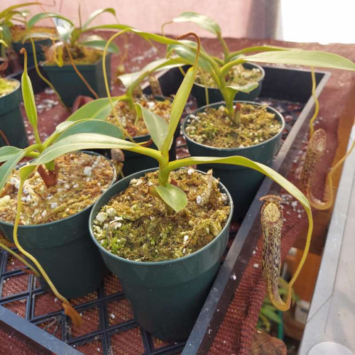 Nepenthes vogelii