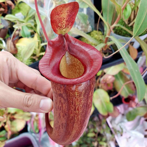 N. [(ventricosa x sibuyanensis) x burkei] x jacquelineae