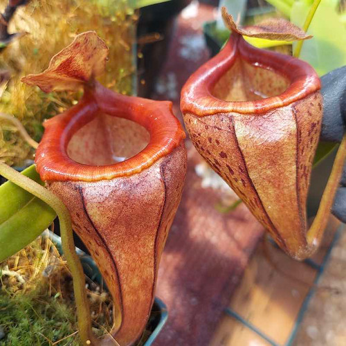 Nepenthes flava x tenuis