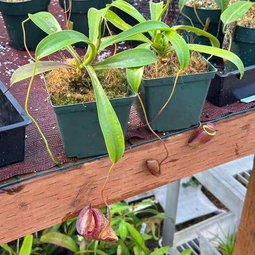 Nepenthes flava x tenuis (Rooted Cutting)