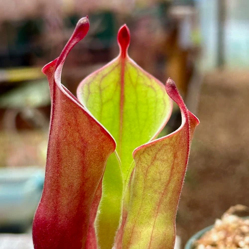 Heliamphora Spiderweb