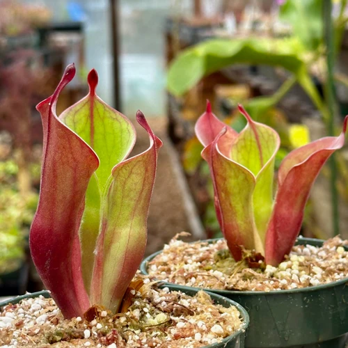 Heliamphora Spiderweb