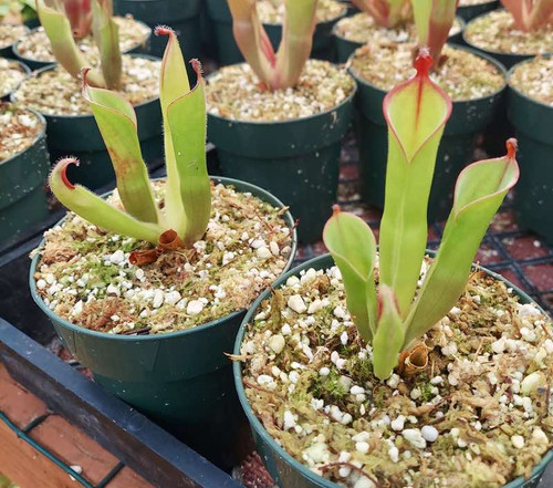 Heliamphora parva