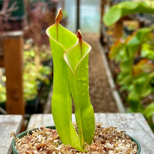 Heliamphora parva