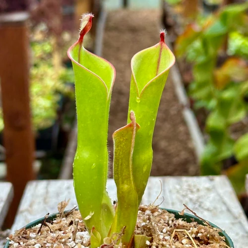 Heliamphora parva