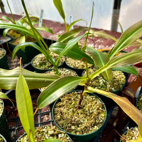 Nepenthes maxima x  jacquelineae, EP (Rooted Cutting)