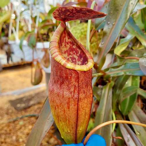 Nepenthes eustachya x  tenuis (Rooted Cutting)