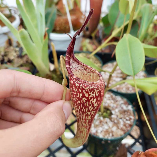 Nepenthes zakriana, Ray Triplitt clone for Sale | Grow Carnivorous