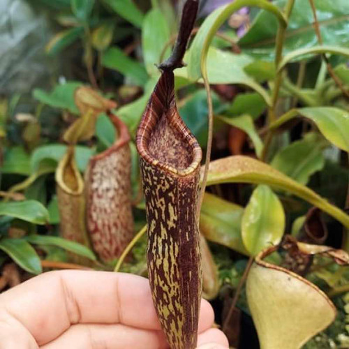 Nepenthes zakriana, Ray Triplitt (Rooted Cutting)
