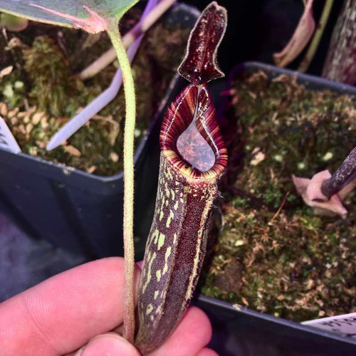 Nepenthes zakriana, Ray Triplitt clone for Sale | Grow Carnivorous