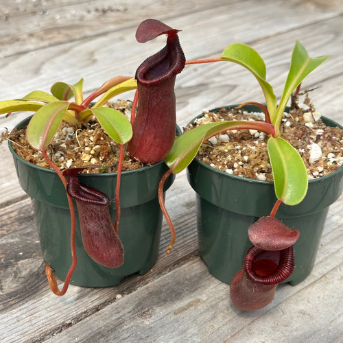 Nepenthes lowii x ventricosa