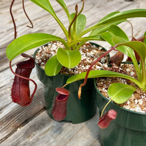 Q/A #55 - Venus Flytrap Is Looking Strange - Sarracenia Northwest