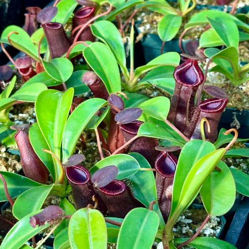 Nepenthes lowii x ventricosa