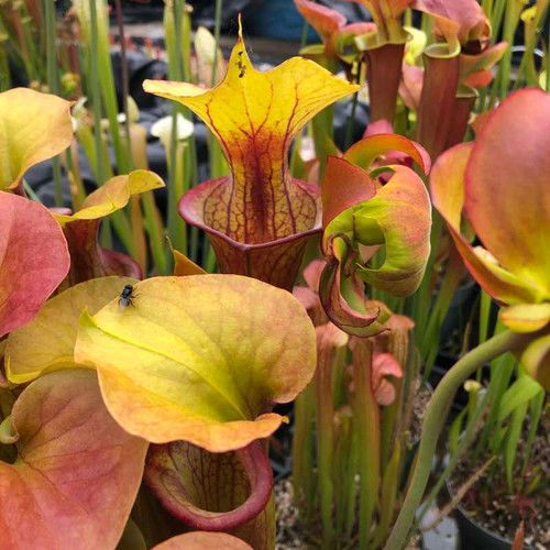 Sarracenia Will Waterbury