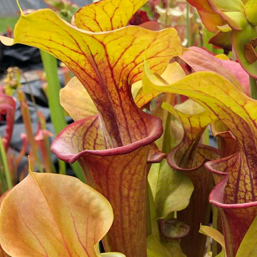Sarracenia Will Waterbury