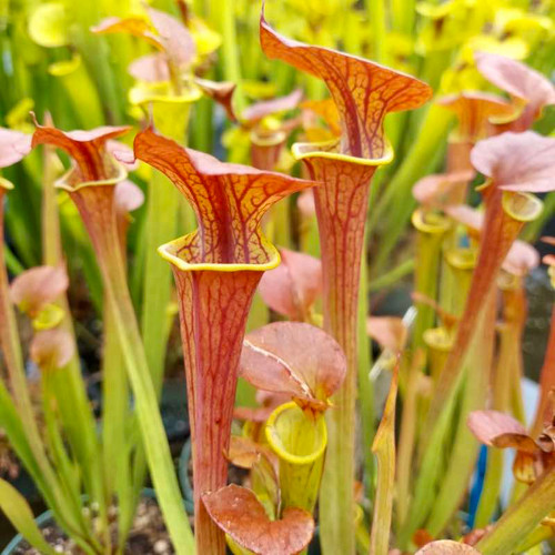 Sarracenia flava Dashiel Penfield