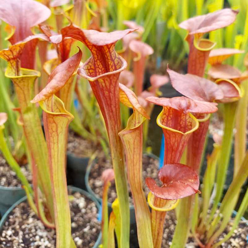 Sarracenia flava Dashiel Penfield