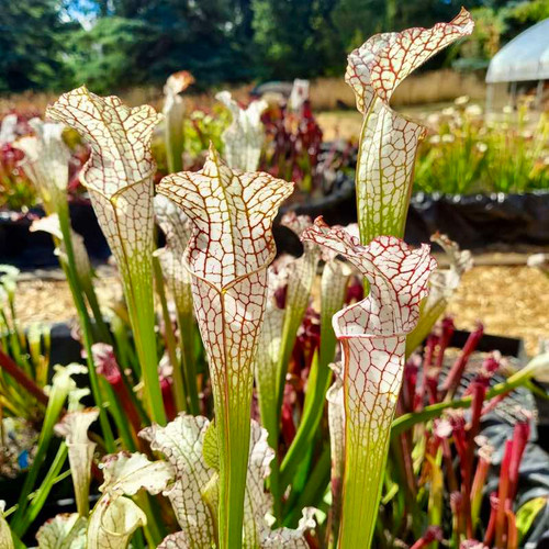 Sarracenia leucophylla Swamp Ghost