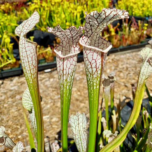 Sarracenia leucophylla Swamp Ghost