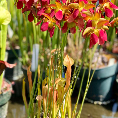 Sarracenia Appalachia