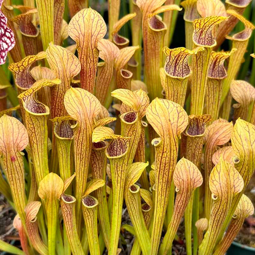 Sarracenia Appalachia