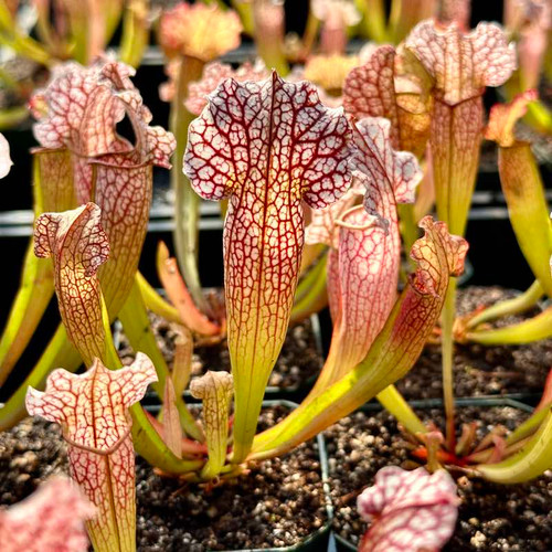 Sarracenia Velvet