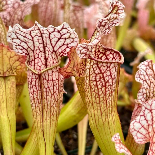 Sarracenia Velvet