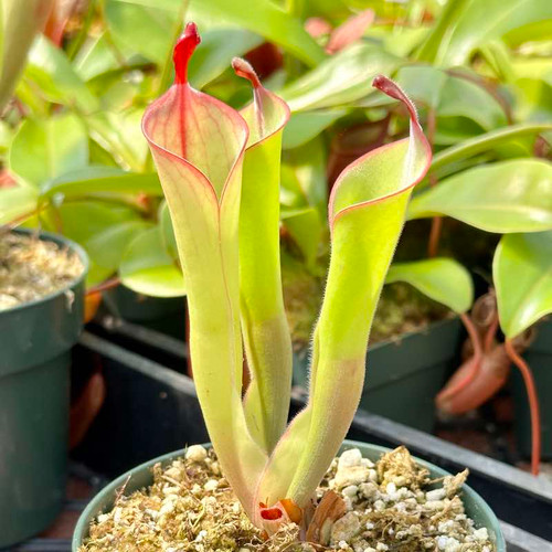 ヒヨコアラ Heliamphora parva x Godzilla for Sale