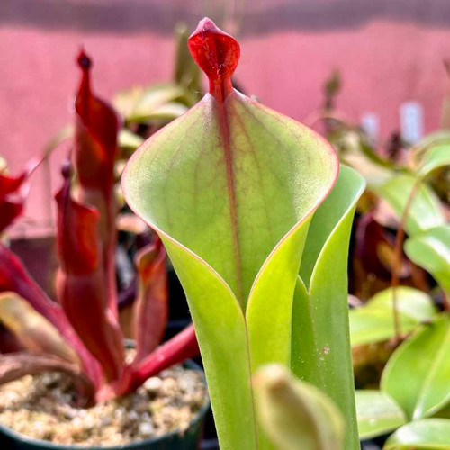 Heliamphora parva x Godzilla