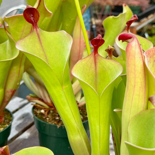 Heliamphora parva x Godzilla