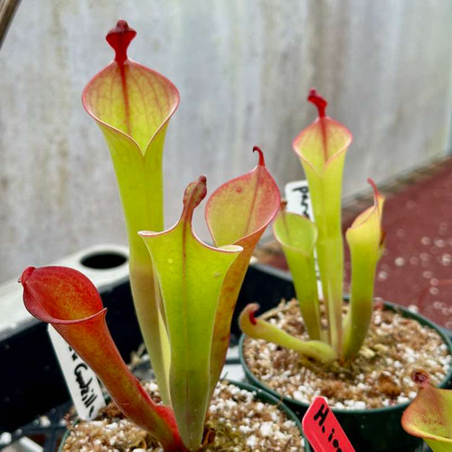 Heliamphora parva x Godzilla