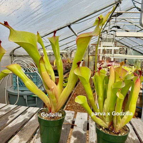 Heliamphora parva x Godzilla for Sale