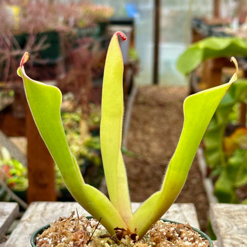 Heliamphora parva x Godzilla for Sale | Sarracenia Northwest