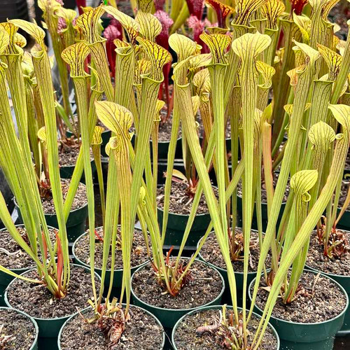 Sarracenia popei Adrian Slack for Sale. Grow Carnivorous Plants!