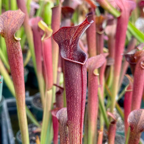 Sarracenia Chatom Giant