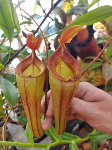 Nepenthes dubia x Deaniana (Rooted Cutting)