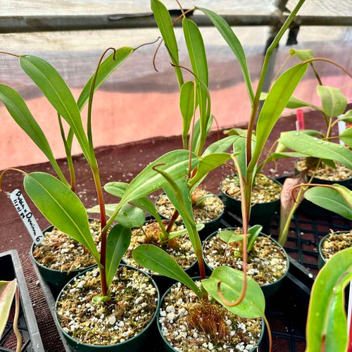 Nepenthes dubia x Deaniana (Rooted Cutting)