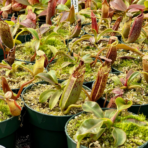 Nepenthes (lowii x tiveyi) x (mollis x veitchii) (Seed Grown)