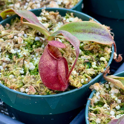 Nepenthes Black Miracle Hybrid