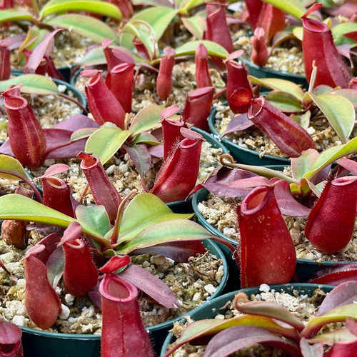 Nepenthes Lady Luck
